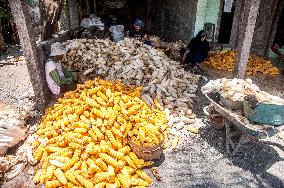 INDONESIA-YOGYAKARTA-CORN-HARVEST