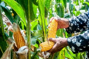 INDONESIA-YOGYAKARTA-CORN-HARVEST
