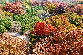 CHINA-INNER MONGOLIA-TONGLIAO-AUTUMN SCENERY (CN)