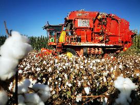 Cotton Harvest in Xinjiang