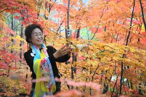 Tourist Enjoy Maple Leaves at NAtional Forest Park