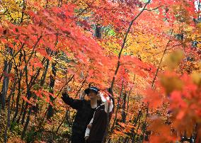 Tourist Enjoy Maple Leaves at NAtional Forest Park