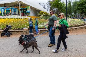 AUSTRALIA-CANBERRA-FLORIADE-DOGS
