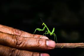 Animal India - Praying Mantis