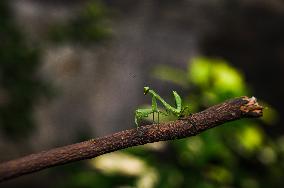 Animal India - Praying Mantis