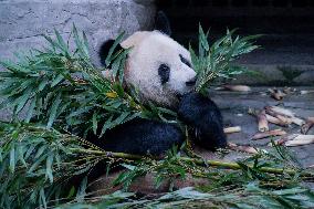 Pandas Play at Chongqing Zoo