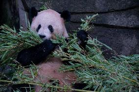 Pandas Play at Chongqing Zoo