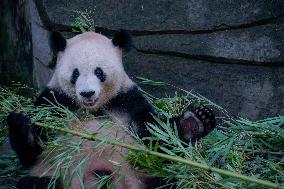 Pandas Play at Chongqing Zoo