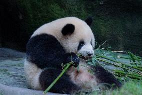 Pandas Play at Chongqing Zoo