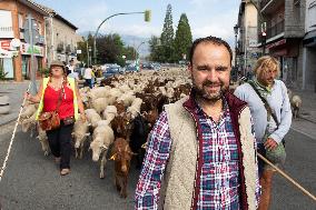 The Transhumance Herd Arrives In Guadarrama - Spain