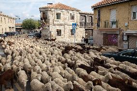 The Transhumance Herd Arrives In Guadarrama - Spain