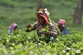 Tea Plantation Workers