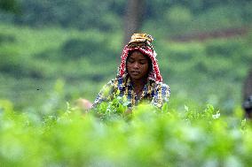 Tea Plantation Workers