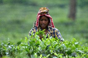 Tea Plantation Workers