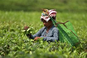 Tea Plantation Workers