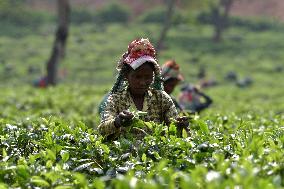 Tea Plantation Workers