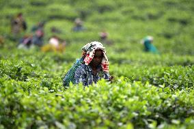 Tea Plantation Workers