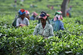 Tea Plantation Workers