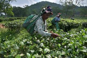 Tea Plantation Workers