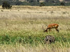 KENYA-NAIROBI-NATIONAL PARK-ANIMALS
