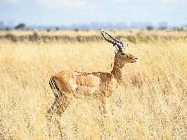 KENYA-NAIROBI-NATIONAL PARK-ANIMALS