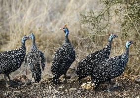 KENYA-NAIROBI-NATIONAL PARK-ANIMALS