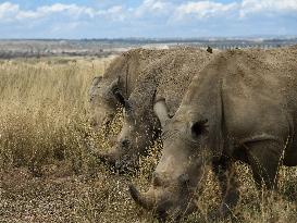 KENYA-NAIROBI-NATIONAL PARK-ANIMALS