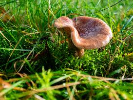 Mushroom Season Is In Full Swing In The Netherlands.