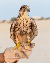 Training Of Hunting Falcon In Qatar