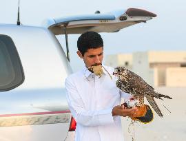 Training Of Hunting Falcon In Qatar