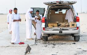 Training Of Hunting Falcon In Qatar