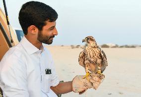 Training Of Hunting Falcon In Qatar