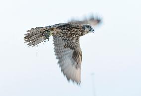 Training Of Hunting Falcon In Qatar