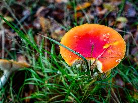 Mushroom Season Is In Full Swing In The Netherlands.