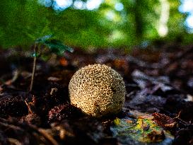 Mushroom Season Is In Full Swing In The Netherlands.