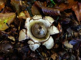 Mushroom Season Is In Full Swing In The Netherlands.