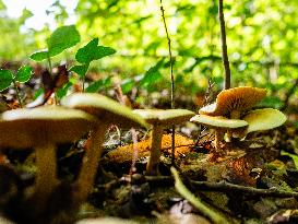 Mushroom Season Is In Full Swing In The Netherlands.