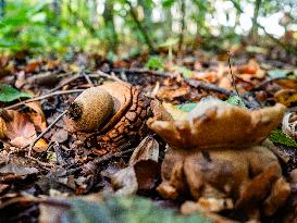 Mushroom Season Is In Full Swing In The Netherlands.