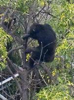 Chimpanzee escapes from Osaka zoo