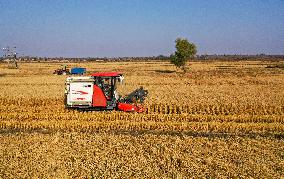 CHINA-INNER MONGOLIA-TONGLIAO-HARVEST SEASON (CN)