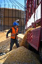 CHINA-INNER MONGOLIA-TONGLIAO-HARVEST SEASON (CN)