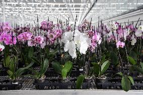 Orchid Farm - Canada