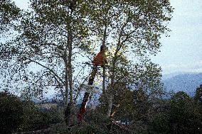 'Ecureuils' Who Occupied Trees Along The A69 Highway Dislodged By Police And Firefighters