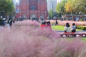 Visitors Play Among The Pink Grass in Front of Xujiahui Catholic Church Square in Shanghai
