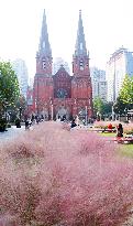 Visitors Play Among The Pink Grass in Front of Xujiahui Catholic Church Square in Shanghai