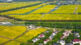 Paddy Fields in Kunshan