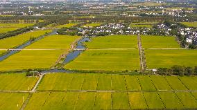 Paddy Fields in Kunshan