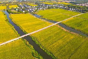 Paddy Fields in Kunshan