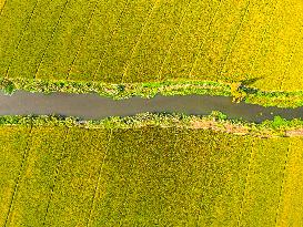 Paddy Fields in Kunshan