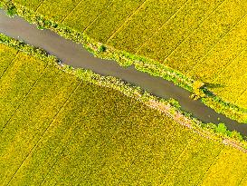 Paddy Fields in Kunshan